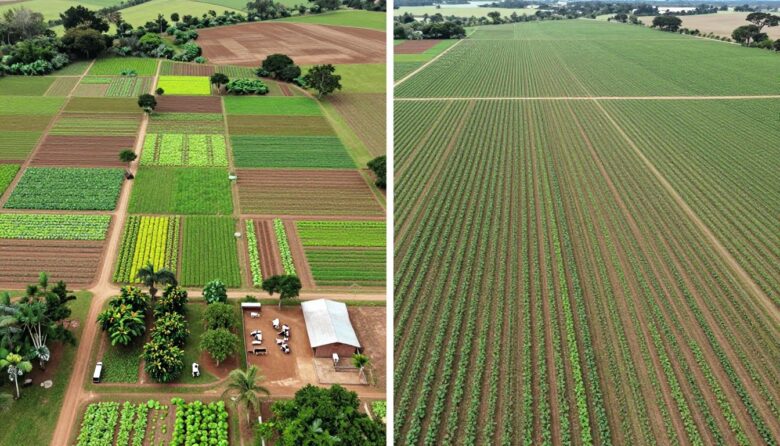 Comparação entre propriedade rural diversificada com múltiplas culturas e propriedade especializada com monocultura organizada