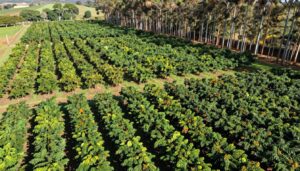 culturas agrícolas perenes lucrativas em fazenda diversificada