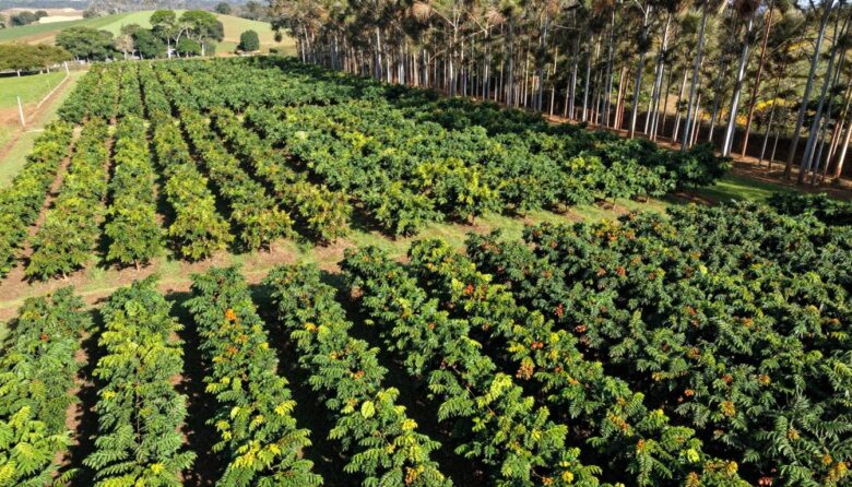 culturas agrícolas perenes lucrativas em fazenda diversificada